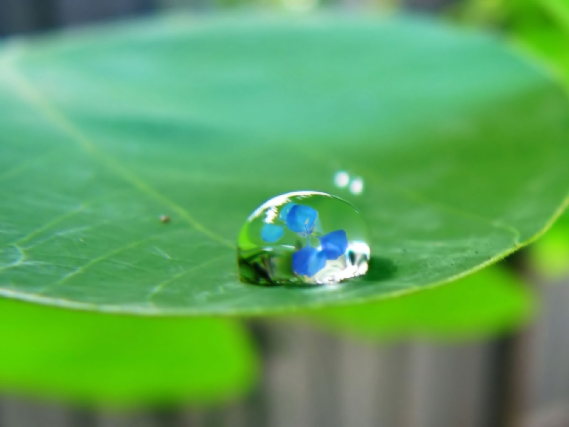 waterdrop on leaf